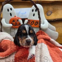 Frost (gold yellow) - Black brown and white male Basset Hound puppy in Big Rapids, Michigan from Basket Hound Bassets