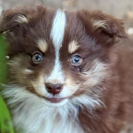 Knox - Red tri male Miniature Australian Shepherd puppy in Patterson, North Carolina from DreamLine Aussies