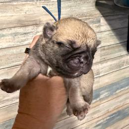 Miles (blue) - Fawn male Pug puppy in Hereford, Arizona from Broken Road Ranch Pugs