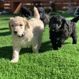 Poodle Puppies from Forest City Standards