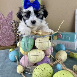 Mr Blue Collar - Black and white male Mal-Shi puppy in Poolville, Texas from Tx Pups
