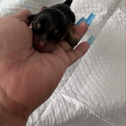 Pistachio - Black and tan male Morkie puppy in Arlington, Texas from Paw Paradise 82