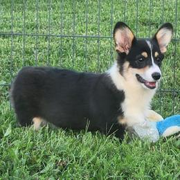 Dolly - Black and tan female American Corgi puppy in Dunbar, Nebraska from Vintage Corgis