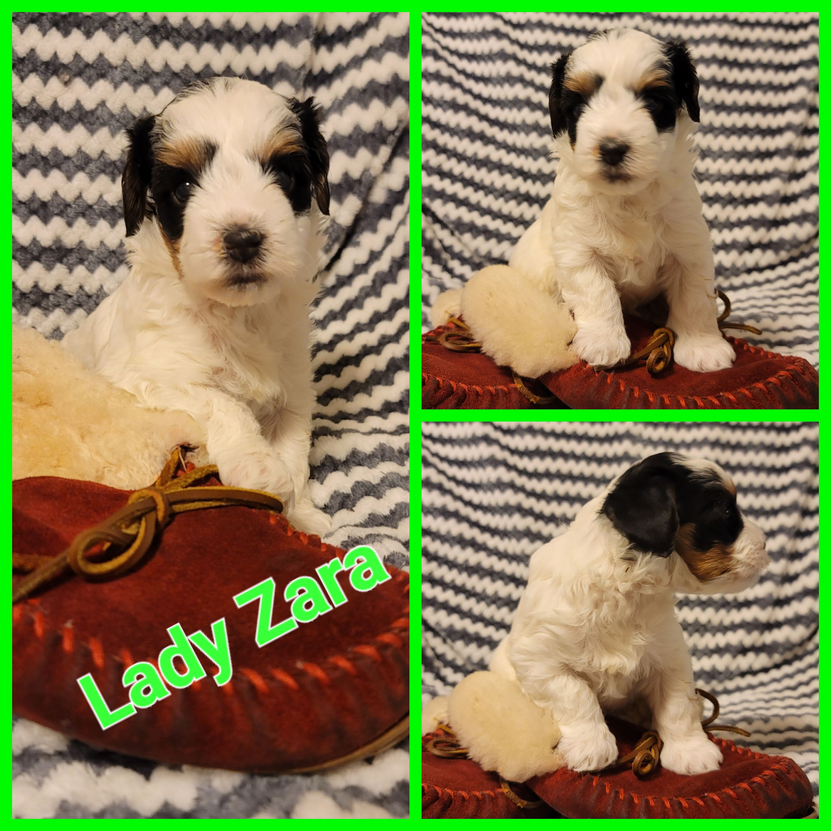 Biewer Terrier Puppies from ORBiT Ohio River Biewer Terriers