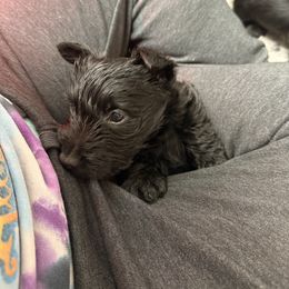 Gray (Pink) - Black female Scottish Terrier puppy in Lubbock, Texas from RocketST