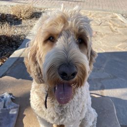 Maeby - Goldendoodle