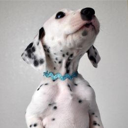 Dalmatian and Labrador Retriever Puppies from ECMO Farm Dalmatians & ECMO Farm Fox Red Labs