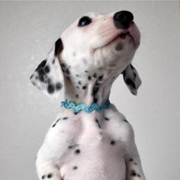 Dalmatian and Labrador Retriever Puppies from ECMO Farm Dalmatians & ECMO Farm Fox Red Labs