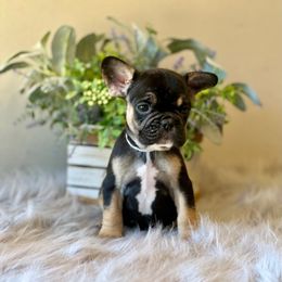 French Bulldog Puppies from Shining K Ranch