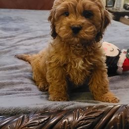 Assorted Doodle Crosses, Cavapoo, Cockapoo, and Poodle Puppies from Doodles by Tatum