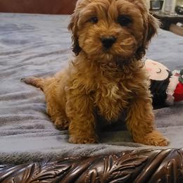 Assorted Doodle Crosses, Cavapoo, Cockapoo, and Poodle Puppies from Doodles by Tatum