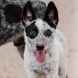 Hughie - Blue mottled male Australian Cattle Dog puppy in Marana, Arizona from Impact 3rd Australian Cattle Dogs