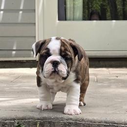 Meg - Red brindle and white female Bulldog puppy in Strongsville, Ohio from Magnifique Bulldogs