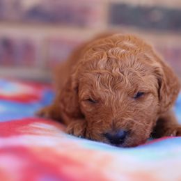 Poodle Puppies from Moss’ Poodles
