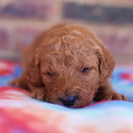 Poodle Puppies from Moss’ Poodles