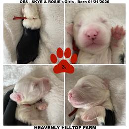 Goldendoodle, Old English Sheepdog, Poodle, and Sheepadoodle Puppies from Heavenly Hilltop Farm