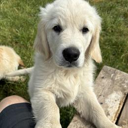 Golden Retriever Puppies from Sons of Mullen Farm