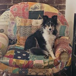 Shetland Sheepdogs from Kim's Shetland Sheepdogs