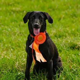 Golden Retriever and Labrador Retriever All Grown Up from Steve Lambert's Labrador Retrievers and Golden Retrievers