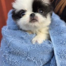 Girl 1 - female French Bulldog puppy in Salem, Oregon from Chinnychinchinofsalem