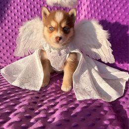 Fox - Chocolate female Pomsky puppy in Bucyrus, Missouri from Hill Top Pomskies