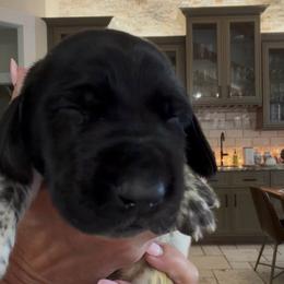 Wolf moon - Black and white male German Shorthaired Pointer puppy in San Antonio, Texas from Alvarado Farm Kennels, LLC