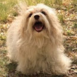 Wat - Havanese
