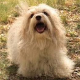 Wat - Havanese