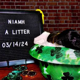 Belgian Malinois Puppies from Z Domu Niedzwiedzia Malinois