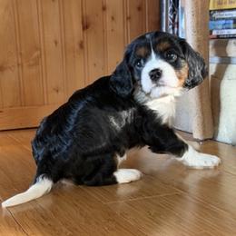 Cavalier King Charles Spaniel Puppies from Outerlochen Kennel