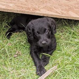 Labradoodle Puppies from Deuce's Doodles