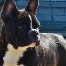 French Bulldogs from Crestagard