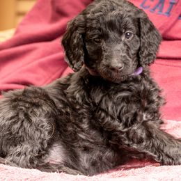 Pringle - Black Goldendoodle puppy in Des Plaines, Illinois from SnoogleDoodles