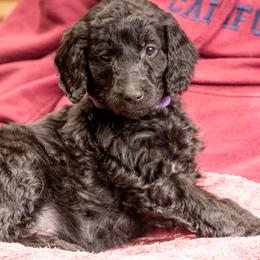 Pringle - Black Goldendoodle puppy in Des Plaines, Illinois from SnoogleDoodles