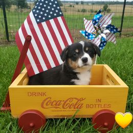 Yellow blackhead tri girl - Sable female Pembroke Welsh Corgi puppy in Centre, Alabama from Walker's AKC Corgis