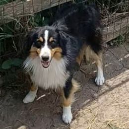 Hobie - Toy Australian Shepherd