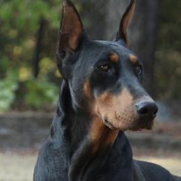 Doberman Pinschers from Blackthorn Kennel