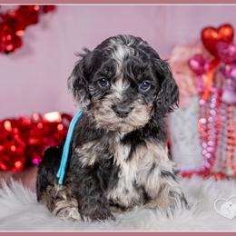 Scar - Merle male Cockapoo puppy in Connersville, Indiana from Deaz Doodle Ranch