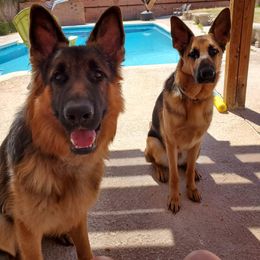 German Shepherd All Grown Up from Freiheit Von Himmel  Shepherds