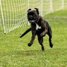 Boxers from Spicchio d'Aglio Boxers