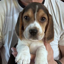 Beagle Puppies from Vaughn Gross