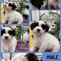 Louie - Black & white male Maltipoo puppy in Wayland, New York from Loris Pampered Pooches💕