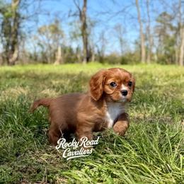 April - Ruby female Cavalier King Charles Spaniel puppy in Nashville, Arkansas from Rocky Road Puppies