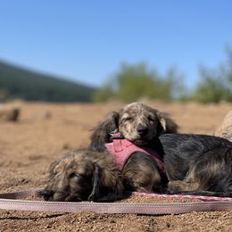 Dachshund Puppies from Temple’s Doxies