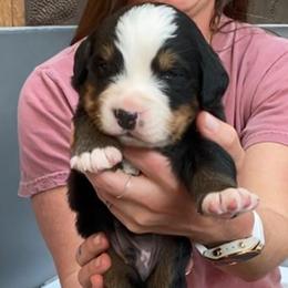 Red Collar Male - Black rust and white male Bernese Mountain Dog puppy in Bristol, Tennessee from Holston Hollow Farm