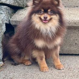 Sugar - Pomeranian