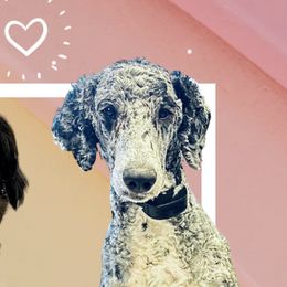 Labradoodles from Nikki Shubert