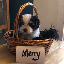 Merry - Black and white Companion Cross puppy in Middle Island, New York from Growing Whiskers