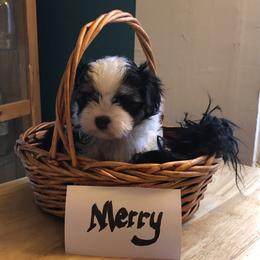 Merry - Black and white Companion Cross puppy in Middle Island, New York from Growing Whiskers