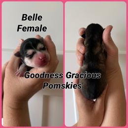 Belle - Black and white female Pomsky puppy in Lyons, Nebraska from Goodness Gracious Pomskies